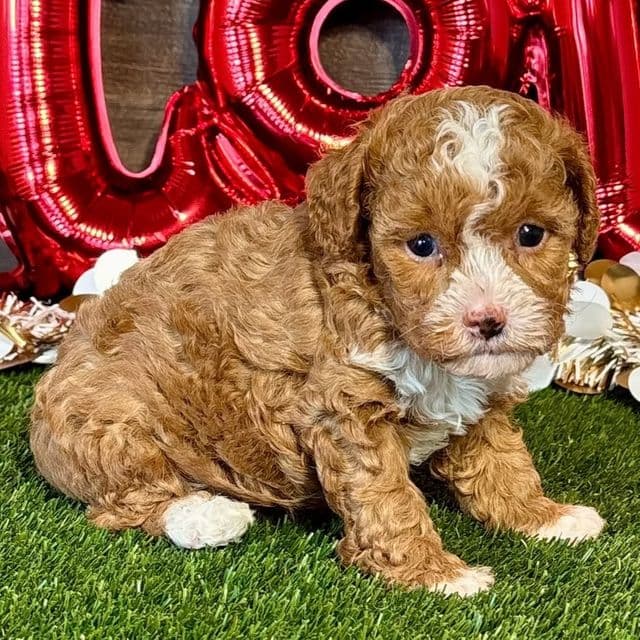 Griffen - Toy Poodle Male