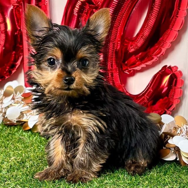 Indy - Yorkshire Terrier Female