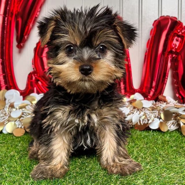 Ivy - Yorkshire Terrier Female