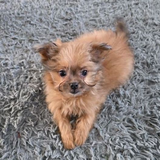 Tommy - Pomapoo Male