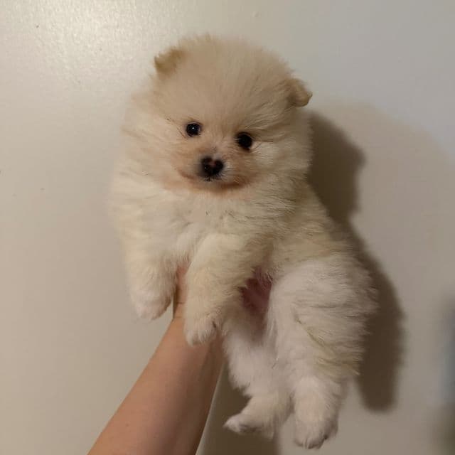 Ghost - Pomeranian Male
