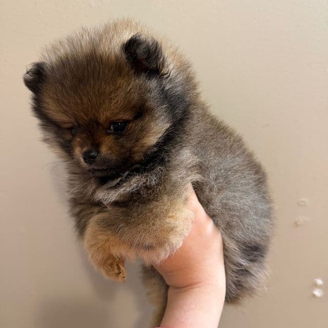 Gucci (teacup size) - Pomeranian Male