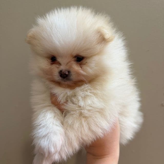 Boo - Pomeranian Male