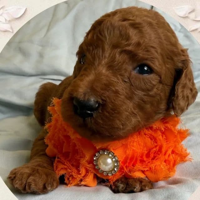 Lux - Standard Poodle Male