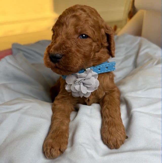 Cash - Standard Poodle Male