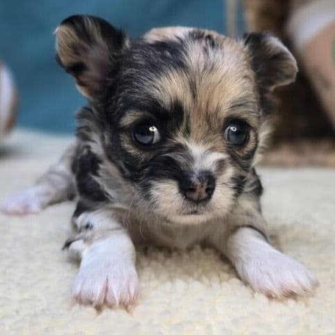 June - Chihuahua Female