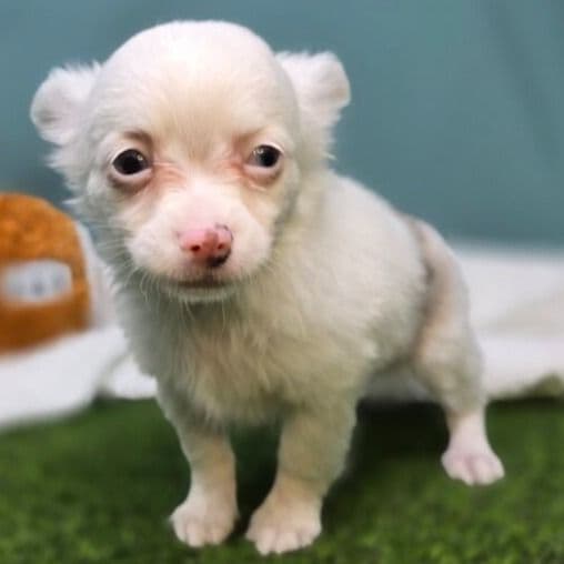 Naomi - Chihuahua Female