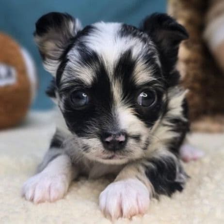 Hallie - Chihuahua Female