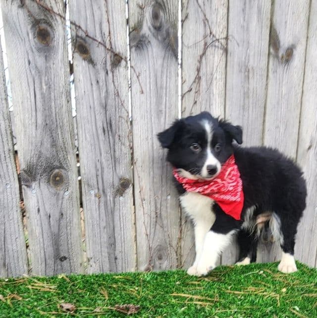 Gunner - Australian Shepherd Male