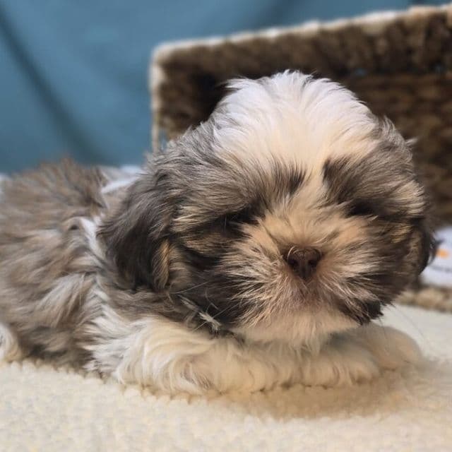 Biscuit - Shih Tzu Male