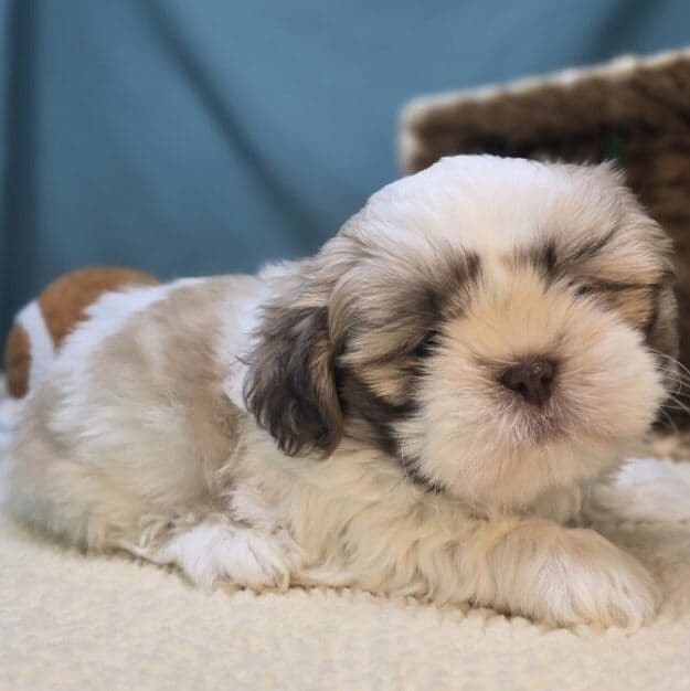 Snickers - Shih Tzu Male