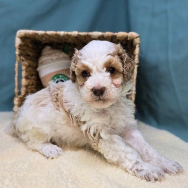 Snowy - Goldendoodle Female