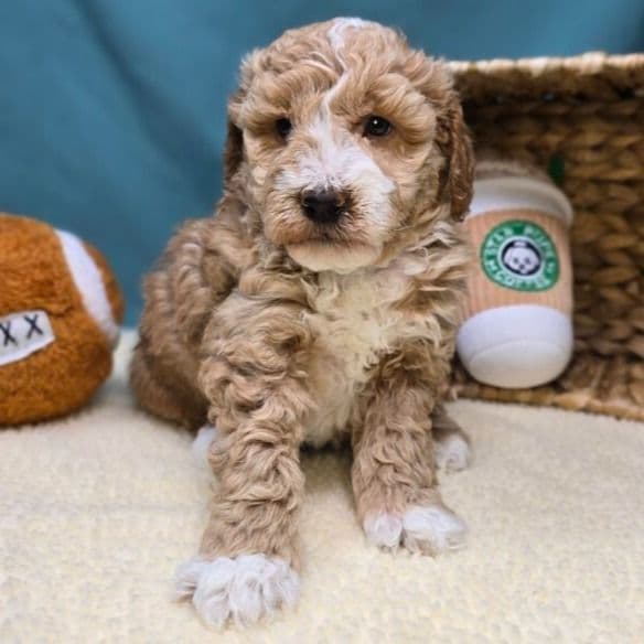 Butters - Goldendoodle Female