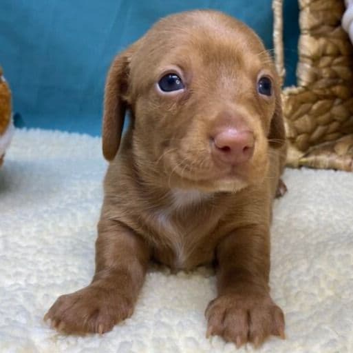 Chloe - Dachshund Female