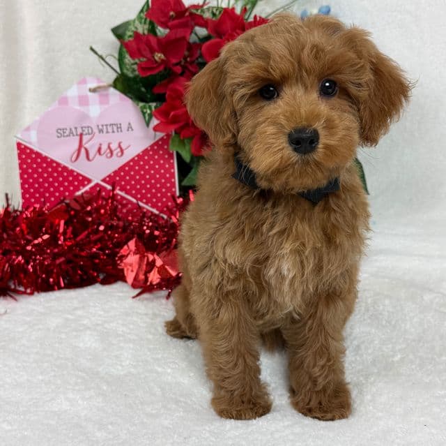 Braley Black Boy - Goldendoodle Male