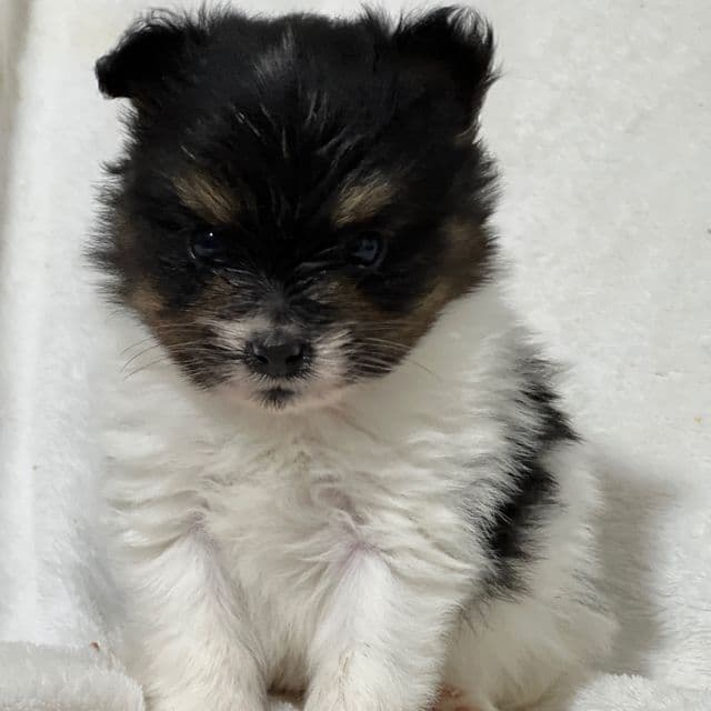 Nuggets - Papillon Male
