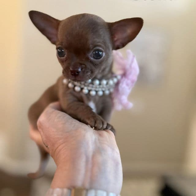 Stella - Chihuahua Female