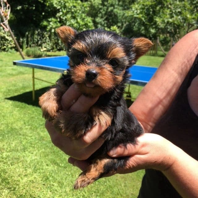 Anastasia - Yorkshire Terrier Female