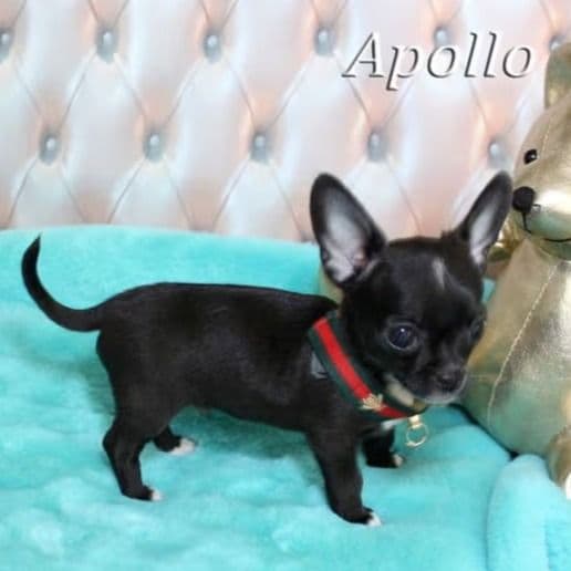 Apollo - Chihuahua Male