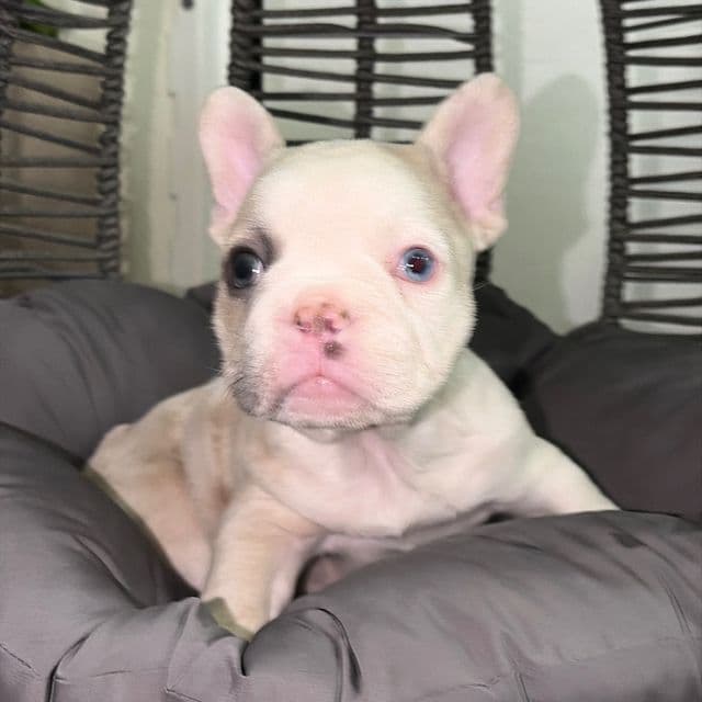 Bruno - French Bulldog Male