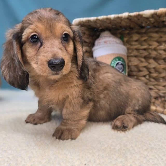 Millie Mae - Dachshund Female