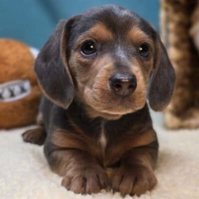 Flynn - Dachshund Male