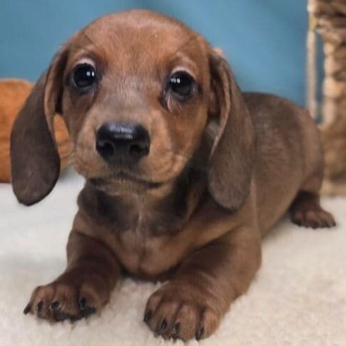 Maisie - Dachshund Female