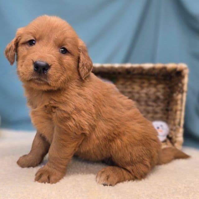 Lucy - Golden Retriever Female