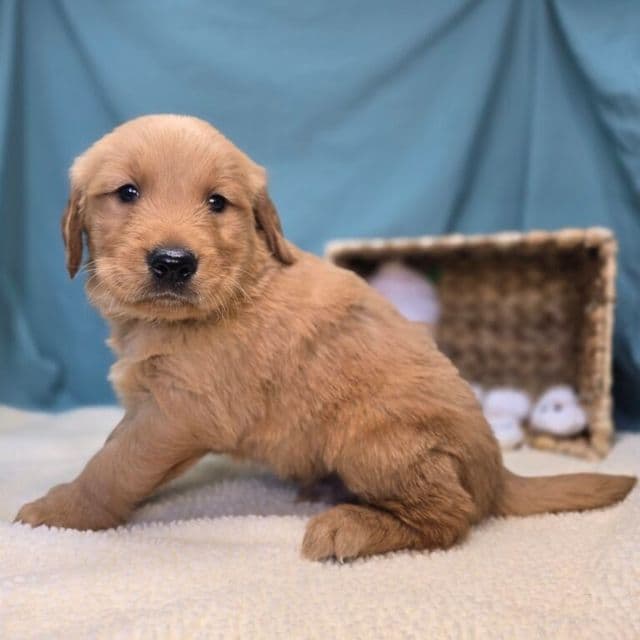 Eli - Golden Retriever Male