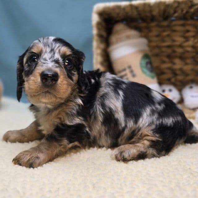 Maverick - Dachshund Male