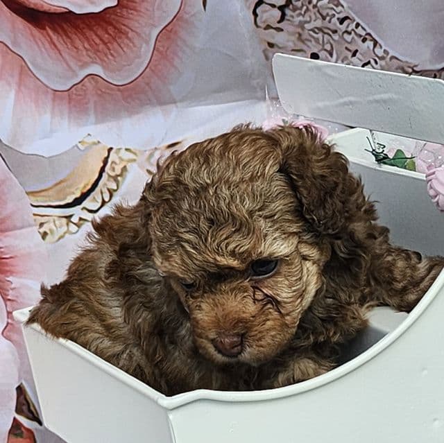 Ginny - Toy Poodle Female