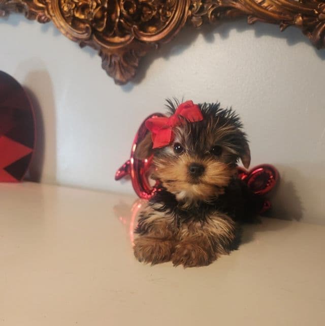 Kiki - Yorkshire Terrier Female