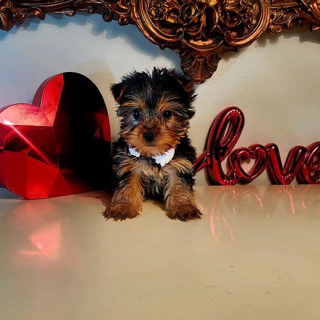 Tucker - Yorkshire Terrier Male