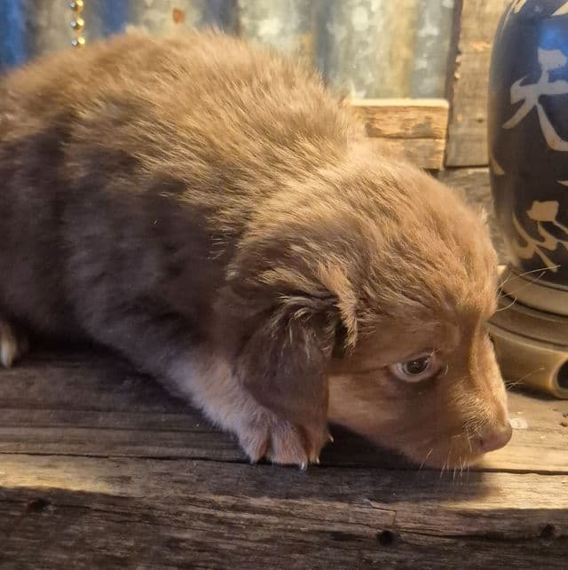 Utah  - Australian Shepherd Female