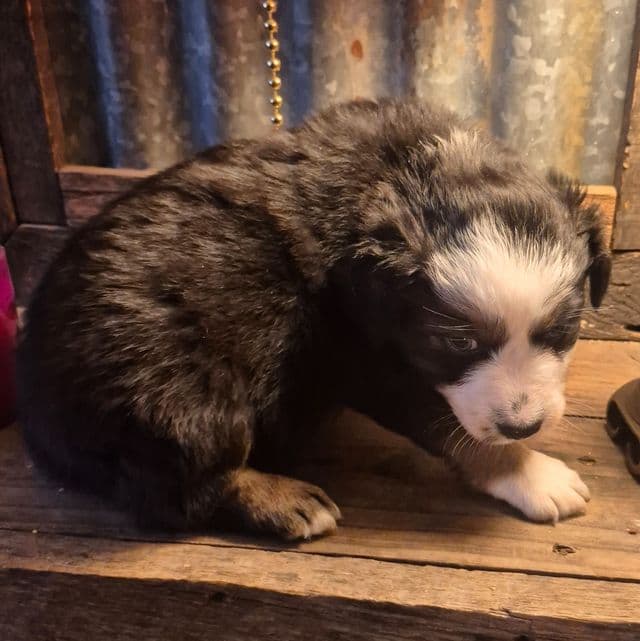 Wyoming - Australian Shepherd Male