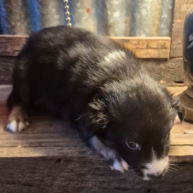 Orgeon - Australian Shepherd Female
