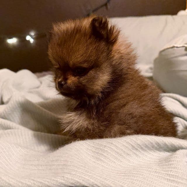 Gucci (teacup size) - Pomeranian Male