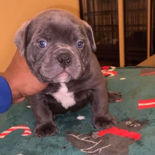 Onyx  - American Bully Male