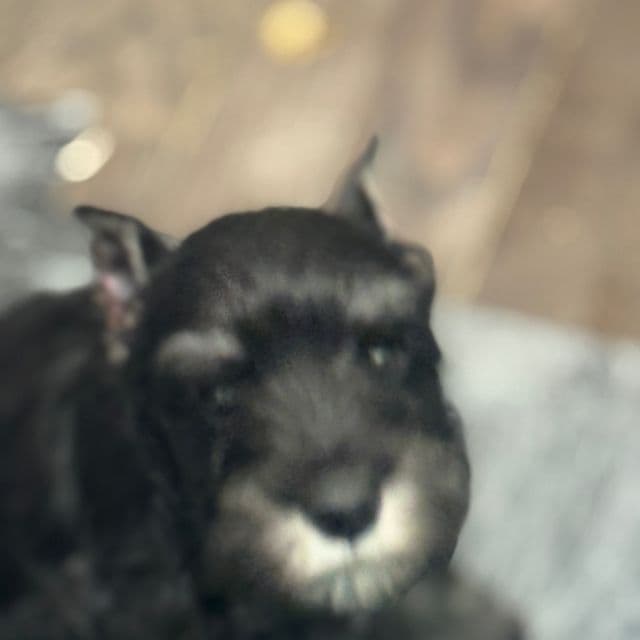 Alexa - Miniature Schnauzer Female