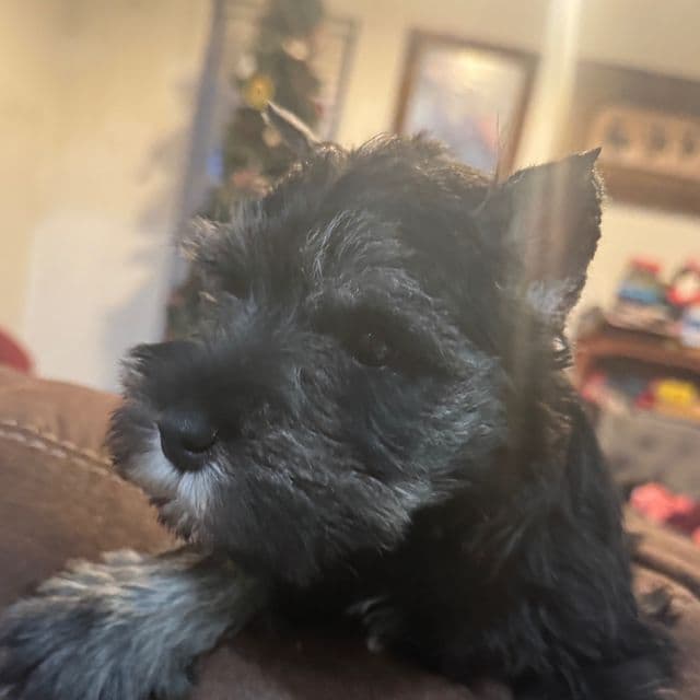 Frances - Miniature Schnauzer Male