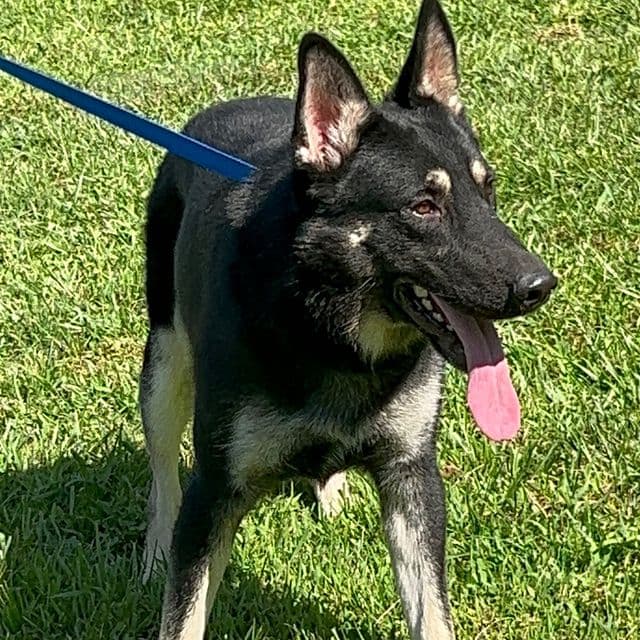 Wayne - German Shepherd Dog Male