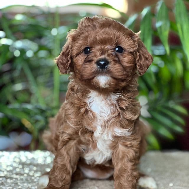 Cici - Cavapoo Female