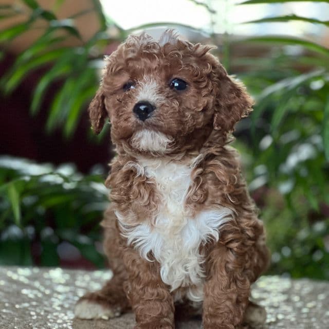 Caleb - Cavapoo Female