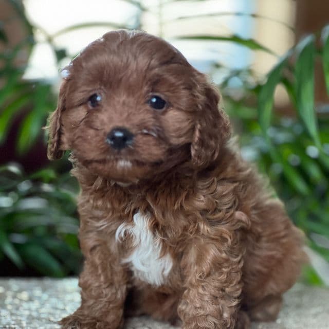 Cooper - Cavapoo Male