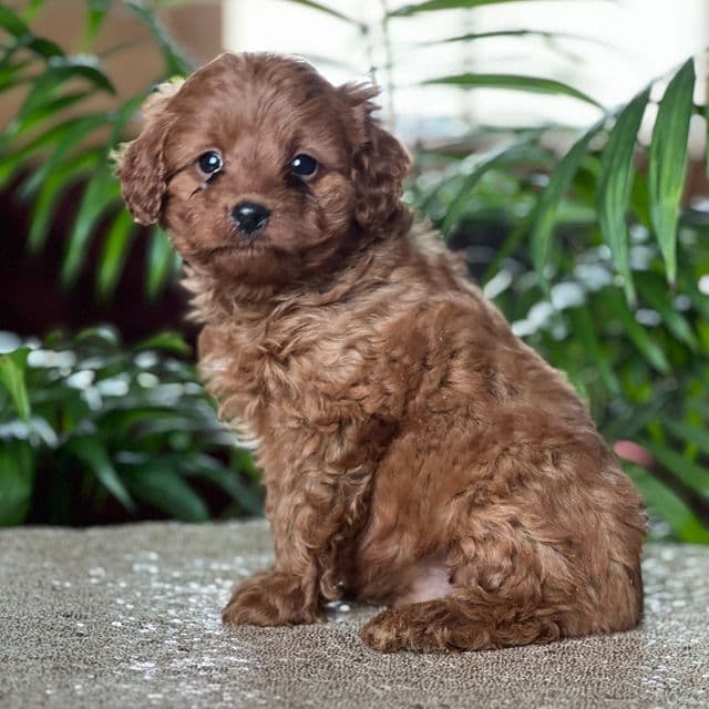 Cyrus - Cavapoo Male