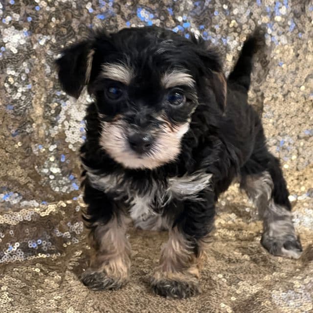 Tina - Yorkipoo Female