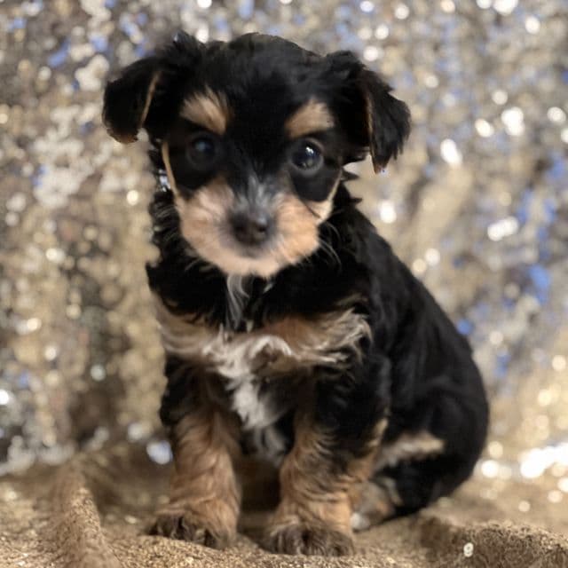 Thalia - Yorkipoo Female