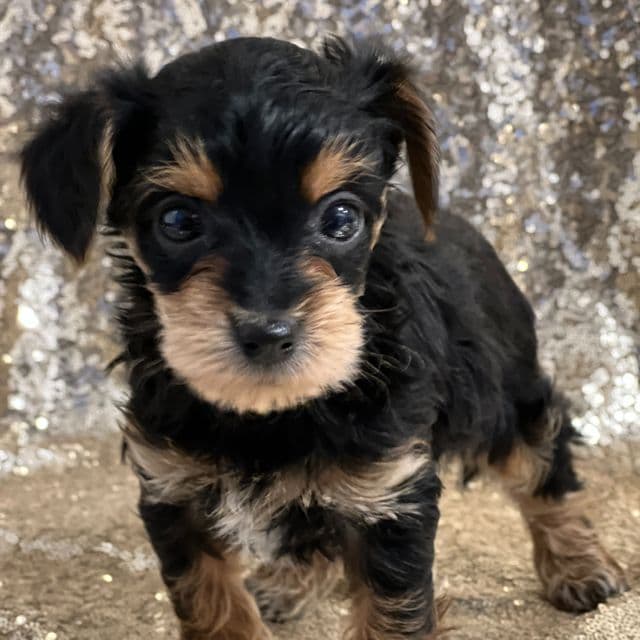 Tony - Yorkipoo Male