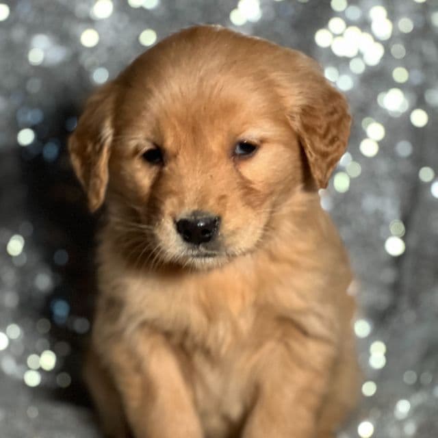 Twinkle - Golden Retriever Female