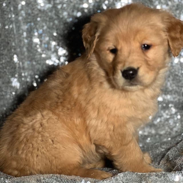 Tricia - Golden Retriever Female